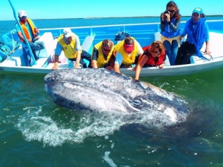 avistamiento de ballenas en baja